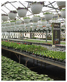 Interior of Greenhouse